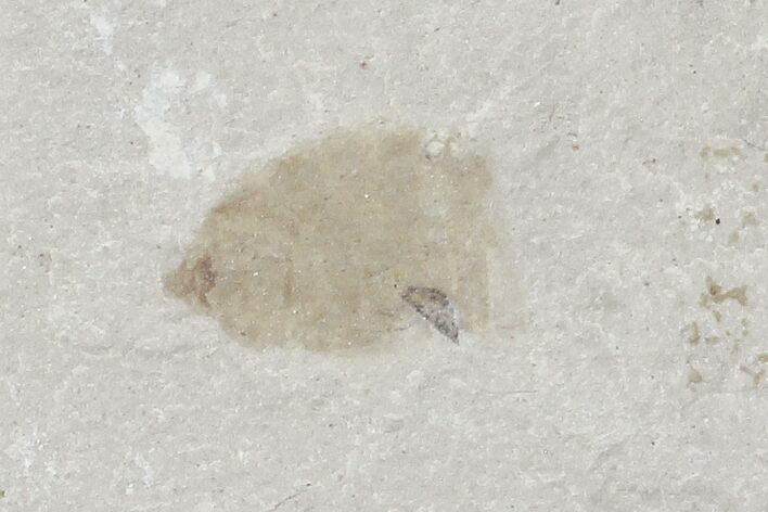 Bargain, Fossil Insect Abdomen- Green River Formation, Utah #109185